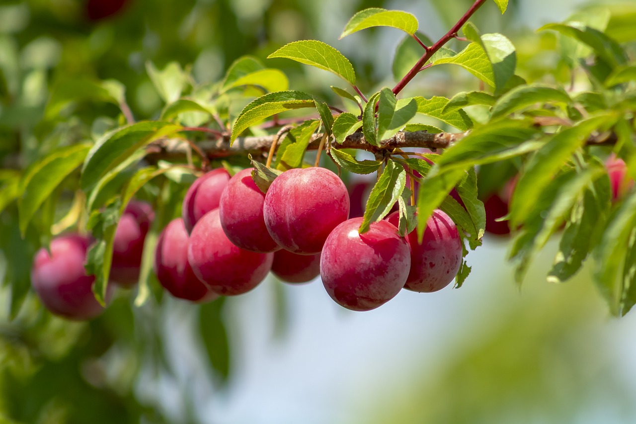 Obstbäume schneiden in Taunusstein